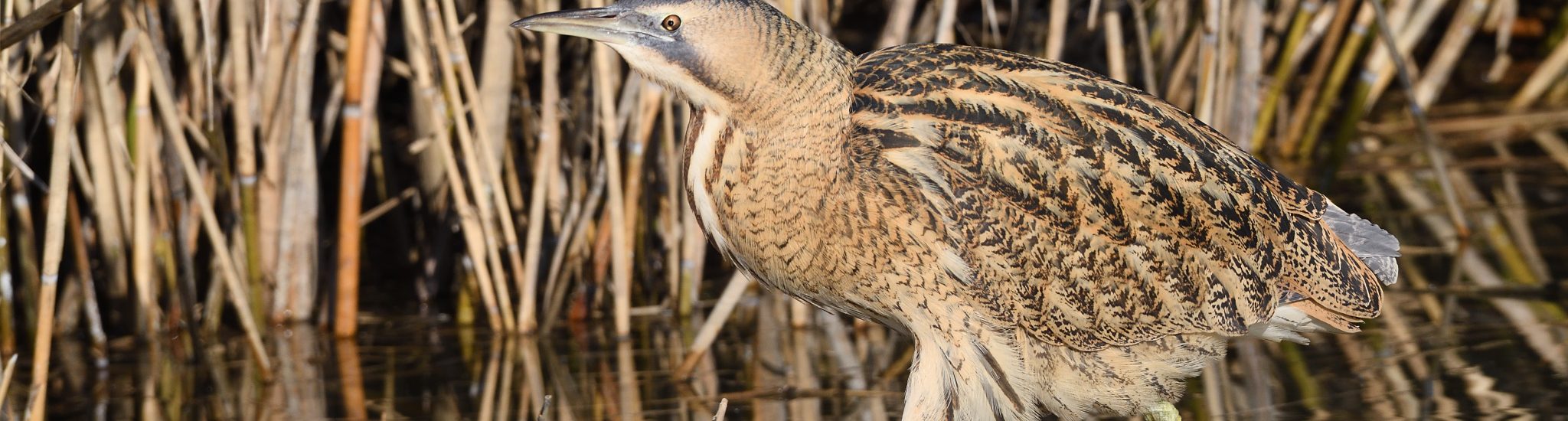 Il tarabuso cammina sul ghiaccio