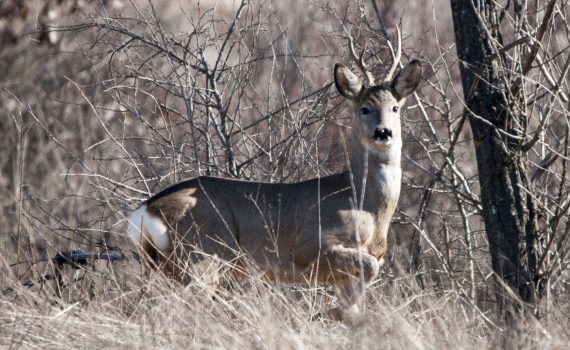 Capriolo maschio tra la vegetazione