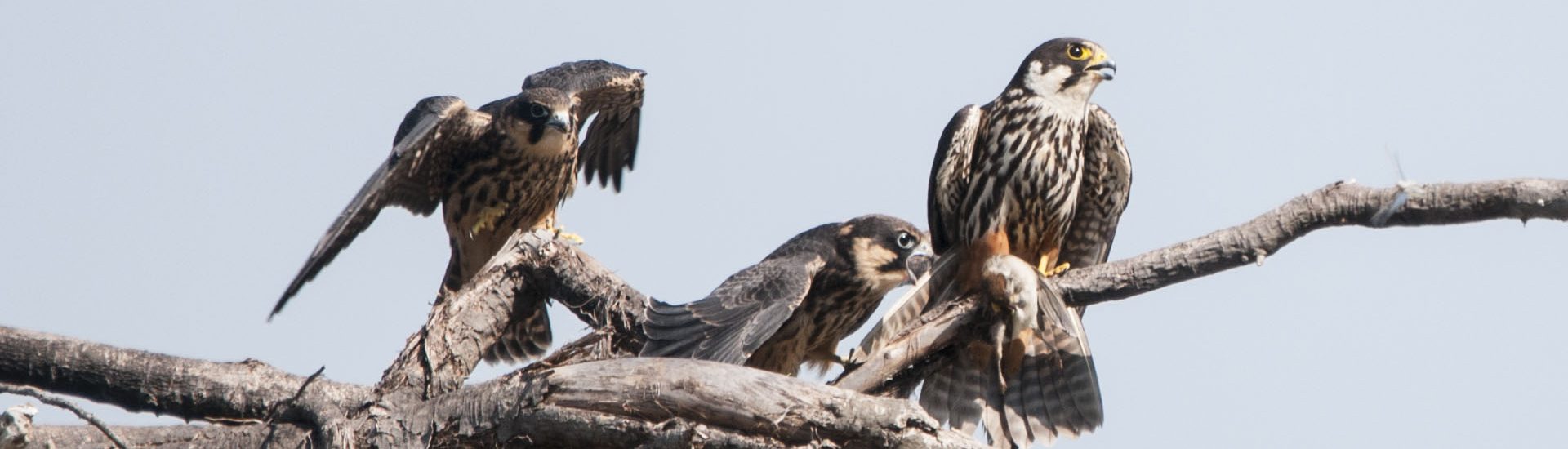 Falco lodolaio con la preda tra gli artigli