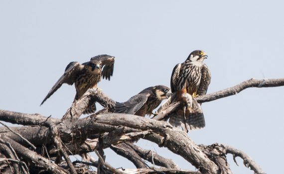Falco lodolaio con la preda tra gli artigli
