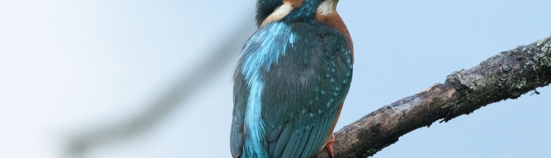 Martin Pescatore posato su un ramo