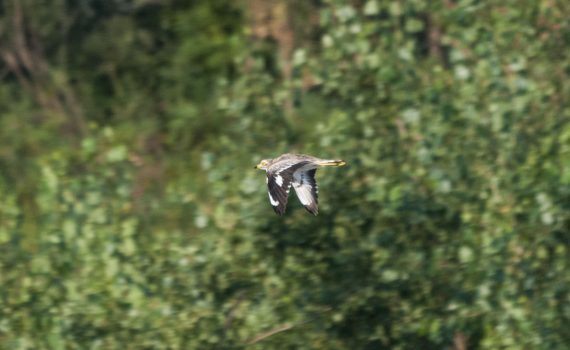 Occhione in volo