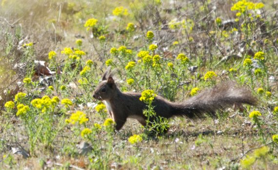 Uno scoiattolo si muove tra i fiori spontanei ai margini della cliclovia del Trebbia